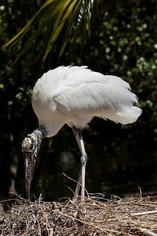 11 Fort Lauderdale, Flamingo Gardens, Kaalkopooievaar.jpg